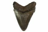 Angustidens Tooth - Megalodon Ancestor #164957-2